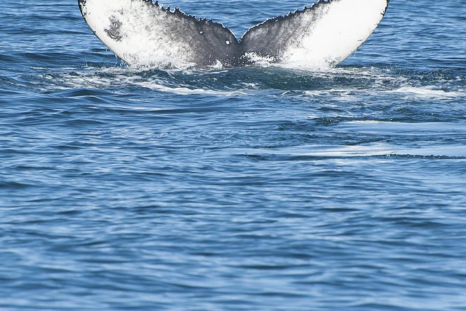 Iceland Super Saver: Puffin Cruise Plus Whale-Watching Tour From Reykjavik - Tour Logistics