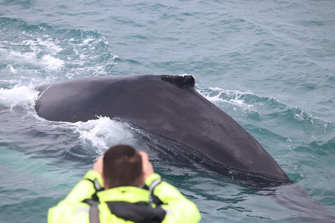 Iceland Super Saver: Puffin Cruise Plus Whale-Watching Tour From Reykjavik - Meeting Point and End Location