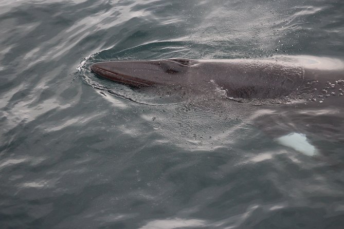 Icelandic Horse Riding and Whale Watching Cruise From Reykjavík - Highlights of the Horse Ride