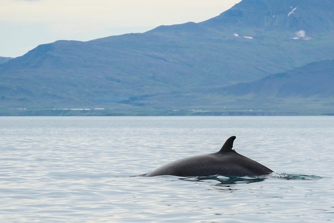 Icelandic Horse Riding and Whale Watching Cruise From Reykjavík - Whale Watching Cruise Features
