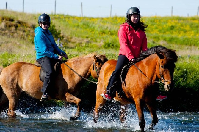 Icelandic Horse Riding and Whale Watching Cruise From Reykjavík - Marine Wildlife Sightings