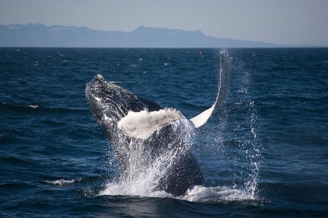 Icelandic Horse Riding and Whale Watching Cruise From Reykjavík - Meeting Points and Pickup