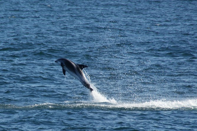 Icelandic Horse Riding and Whale Watching Cruise From Reykjavík - Tour Logistics and Duration