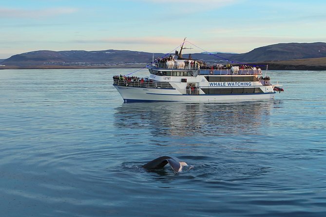 Icelandic Horse Riding and Whale Watching Tour From Reykjavik - Whale Watching Adventure