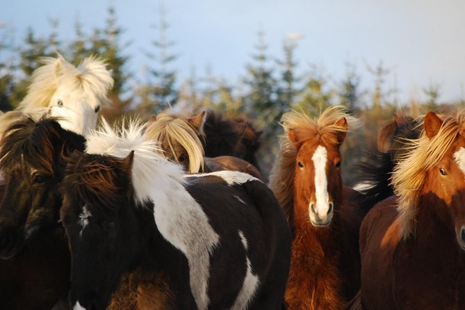 Icelandic Horseback Riding Tour From Reykjavik - Pick-up and Meeting Point