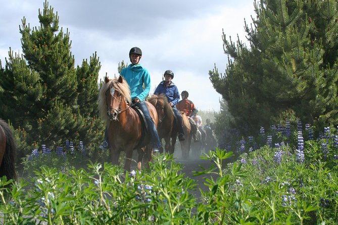Icelandic Horseback Riding Tour From Reykjavik - Group Size