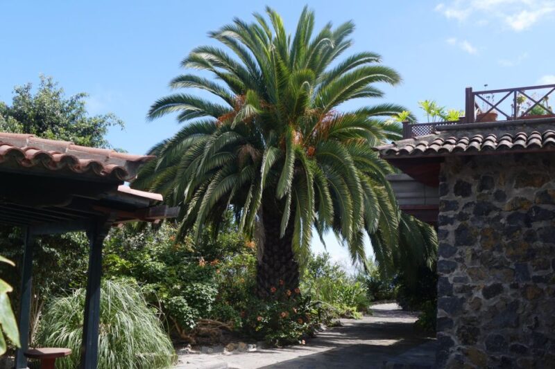 Icod De Los Vinos: Artlandya Doll World Entry Ticket & Tour - Scenic Experience