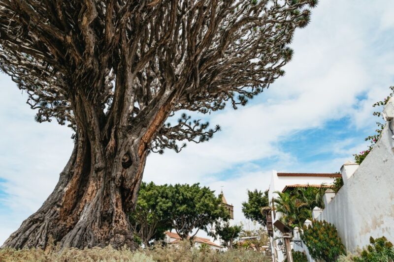 Icod De Los Vinos: Dragon Tree & Botanical Garden Ticket - Botanical Garden Highlights