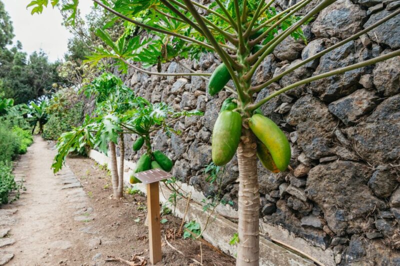 Icod De Los Vinos: Dragon Tree & Botanical Garden Ticket - Park Zones and Attractions