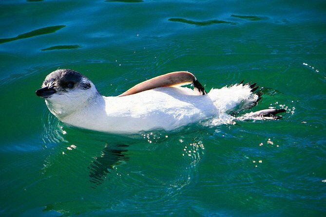 Iconic Wildlife Tour with Yellow Eyed Penguins & Royal Albatross - An In-Depth Look at the Experience