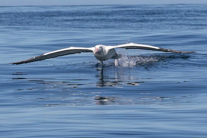 Iconic Wildlife Tour with Yellow Eyed Penguins & Royal Albatross - Final Verdict: Who Should Consider This Tour?