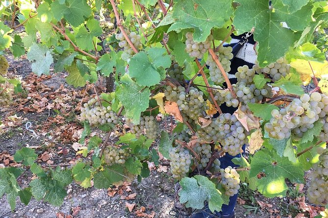 ICONICS Tour: Half-Day on the Wine Route, Visit of 2 Villages + Tasting. - Key Points