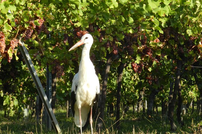ICONICS Tour: Half-Day on the Wine Route, Visit of 2 Villages + Tasting. - Inclusions