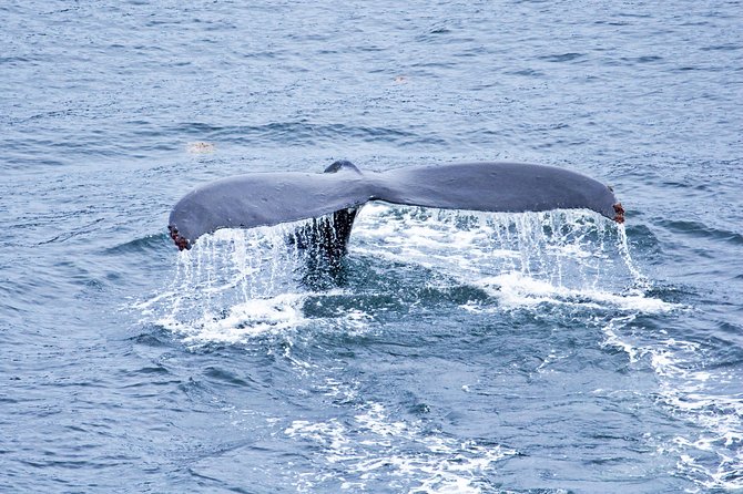 Icy Strait Shore Excursion: Whale Watching Adventure Tour - Transportation and Logistics