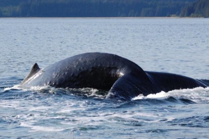 Icy Strait Shore Excursion: Whale Watching Adventure Tour - Tour Schedule and Availability