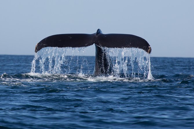 Icy Strait Shore Excursion: Whale Watching Adventure Tour - Onboard Amenities