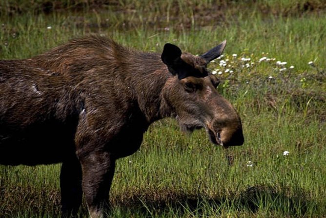Icy Strait Small Group Shore Excursion: Were Going on a Bear Hunt! - Guest Reviews and Ratings