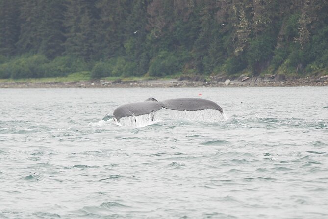 Icy Strait Whale & Wildlife Endeavor - Tour Details