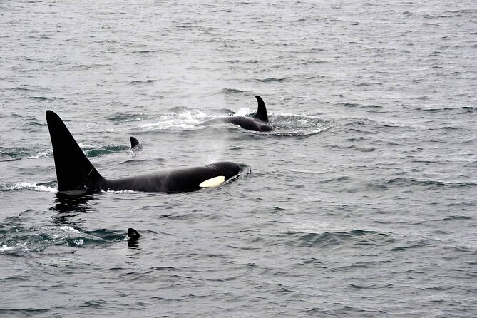 Icy Strait Whale & Wildlife Endeavor - Tour Highlights