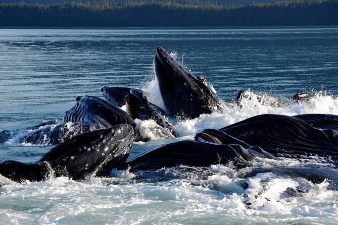 Icy Strait Whale & Wildlife Endeavor - Wildlife Sightings and Duration