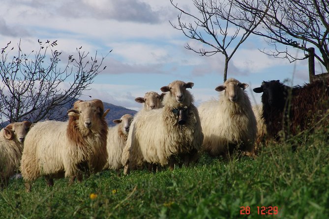 Idiazabal Cheese Tour From San Sebastian - Explore Idiazabal Cheese