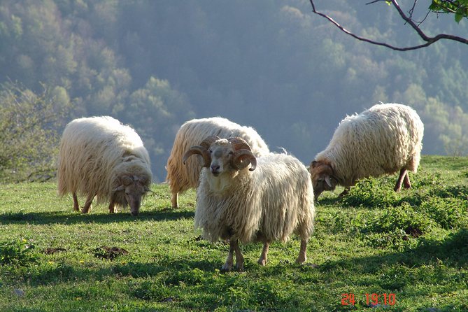 Idiazabal Cheese Tour From San Sebastian - Basque Country Landscapes