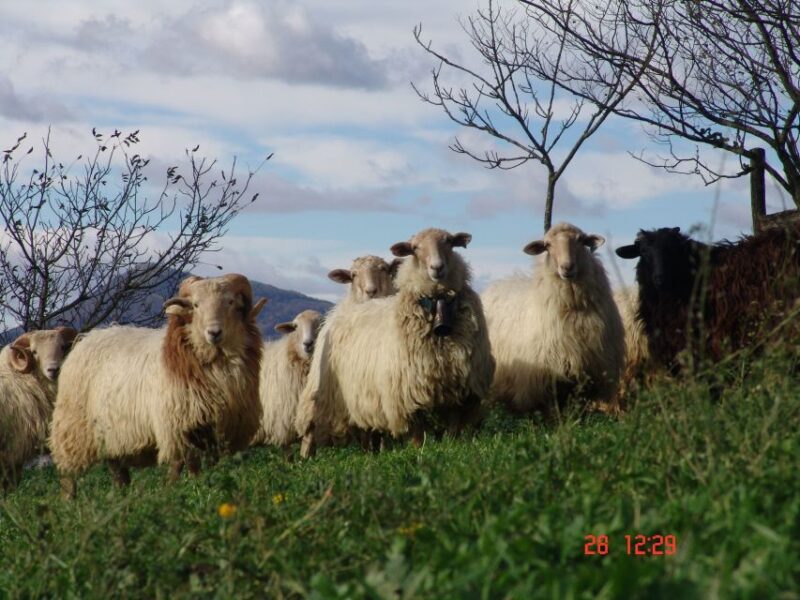 Idiazabal Cheese Tour From San Sebastian - Private Tour Option