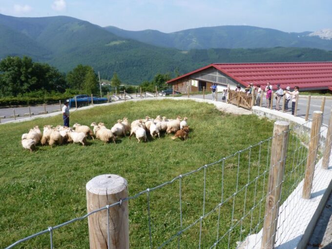 Idiazabal Cheese Tour From San Sebastian - Cheese Production Process