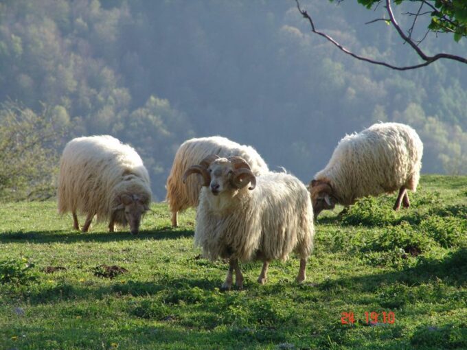 Idiazabal Cheese Tour From San Sebastian - Frequently Asked Questions