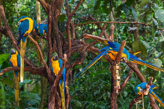 Iguassu Bird Park - Tickets Included - Key Points