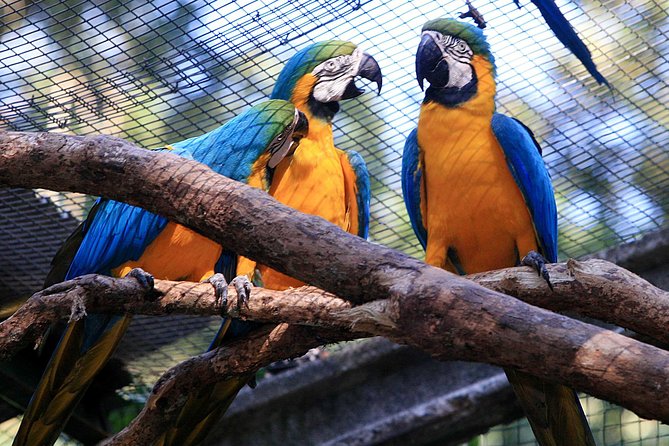 Iguassu Bird Park - Tickets Included - Tour Details Included