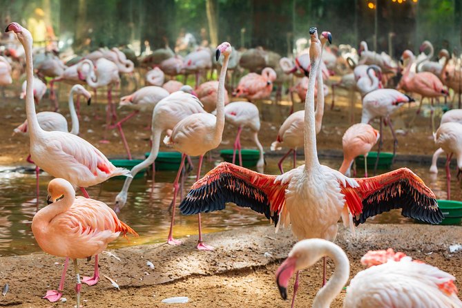 Iguassu Bird Park - Tickets Included - Accessibility and Participation