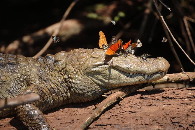 Iguassu Bird Park - Tickets Included - What to Expect at the Bird Park