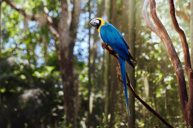 Iguassu Falls Brazilian Side & Bird Park & Macuco - Exclusive Gran Meliá Iguazú - Visiting the Bird Park