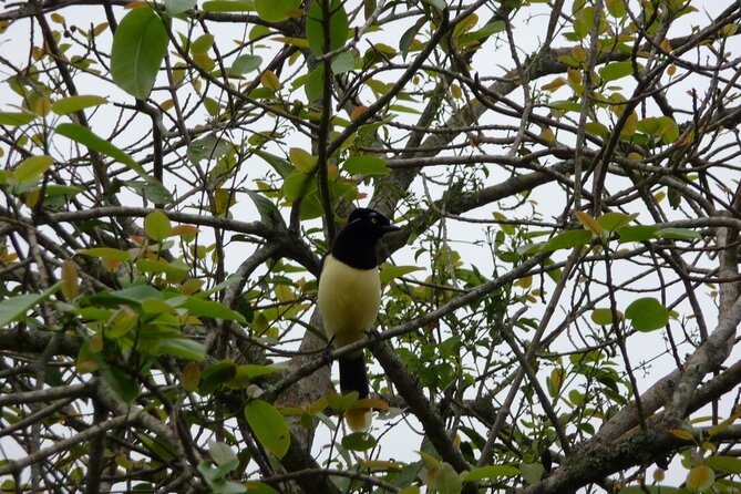 Iguazu Expeditions Morning Birdwatching - Guiding and Expertise