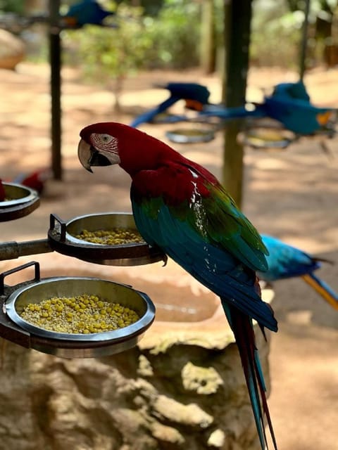 Iguazu Falls: 2-Day Combo to Argentine/Brazilian/Bird Park - Itinerary Day 1