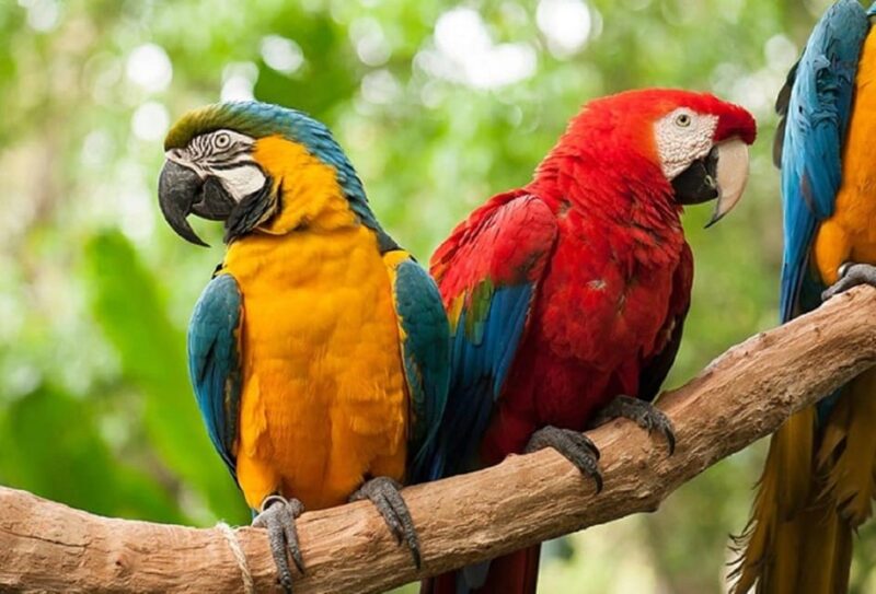 Iguazu Falls: 2-Day Combo to Argentine/Brazilian/Bird Park - Exclusions