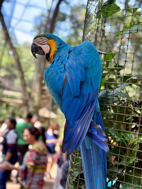 Iguazu Falls: 2-Day Combo to Argentine/Brazilian/Bird Park - Itinerary and Activities
