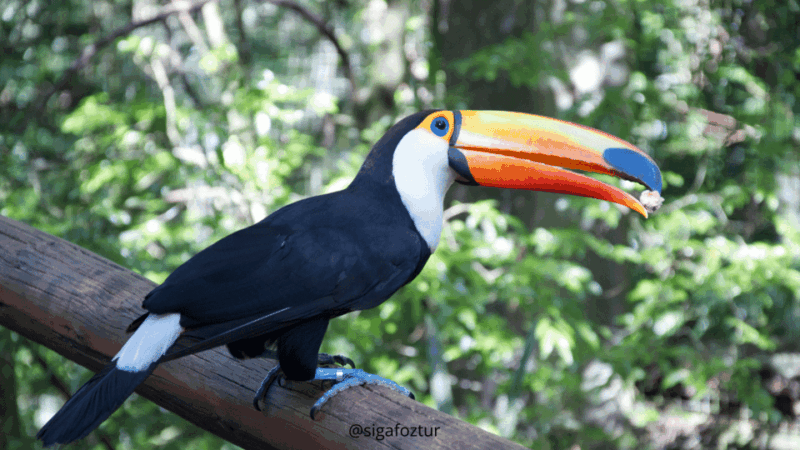 Iguazu Falls and Bird Park: Foz Do Iguaçu - Brazil - Itinerary Highlights