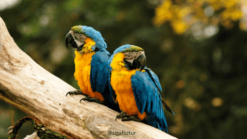 Iguazu Falls and Bird Park: Foz Do Iguaçu - Brazil - Itinerary Details