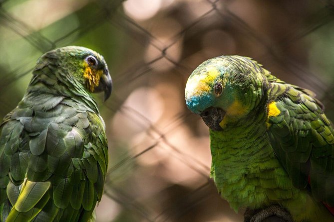 Iguazu Falls Brazilian Side & Bird Park From Puerto Iguazu - Tour Logistics
