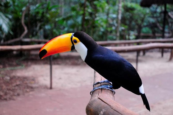 Iguazu Falls Brazilian Side & Bird Park From Puerto Iguazu - Traveler Feedback