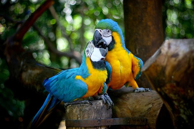 Iguazu Falls Brazilian Side & Bird Park From Puerto Iguazu - Booking Information