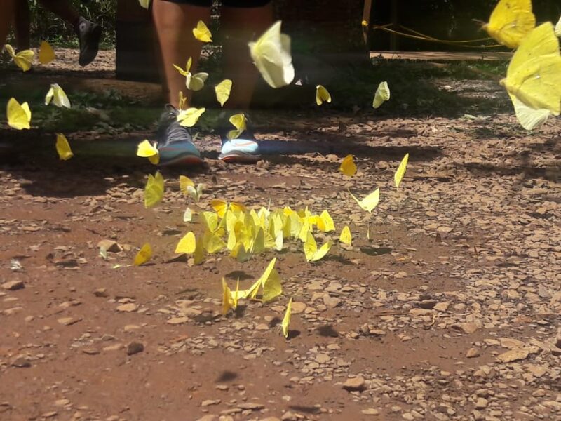 Iguazu Falls: Guided Walking Tour - Argentinean Side - Key Points