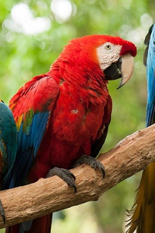 Iguazu Falls: Private Transfer to Brazilian & Bird Park - Inclusions