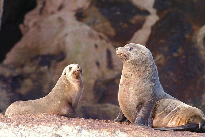 Ile Des Phoques and Maria Island Cruise and Walk Day Tour with Lunch - Key Points