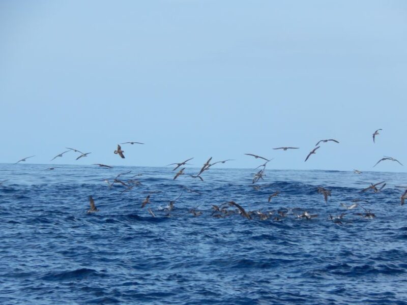 Ilhéus Das Cabras in Terceira Island - Pricing and Booking