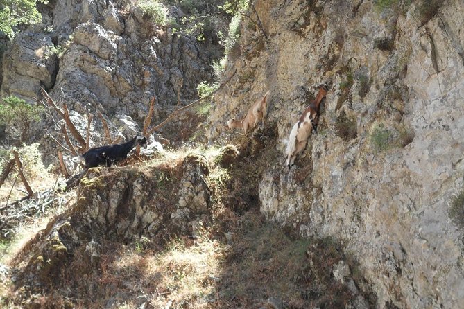 Imbros Gorge and Libyan Sea Day Tour From Rethymno - Cancellation Policy and Important Information
