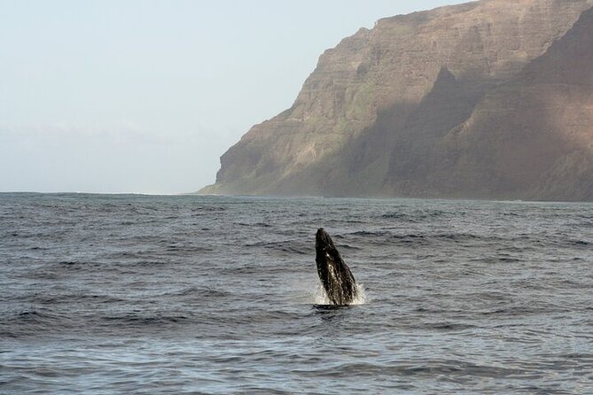 Imiloa Express Whale Watch Cocktail Tour - Highlights of the Experience