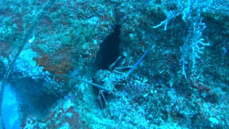 Immerse Yourself in the Depths of El Morro - Exploring the Underwater World